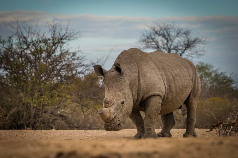 063 Tshukudu Private Game Reserve, neushoorn.jpg